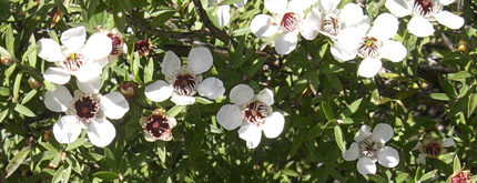 Manuka Flowers